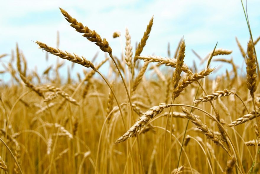 WHEAT_FIELD-e1523827062962