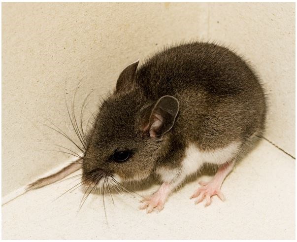 mouse-hantavirus