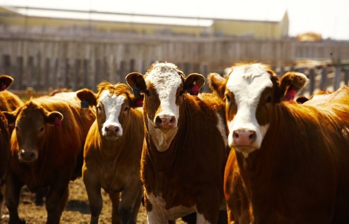 BREEDING-LIVESTOCK