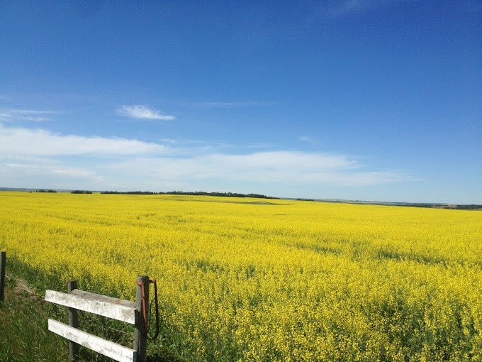 canola