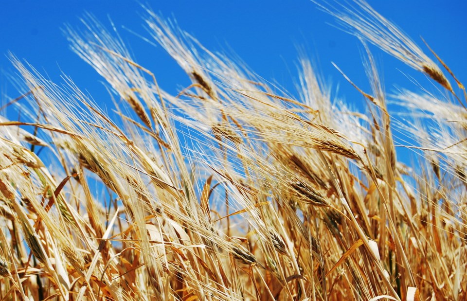Grains on Mykonos