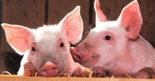 pigs