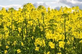 rapeseed