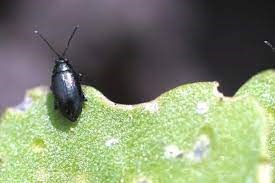 flea beetle