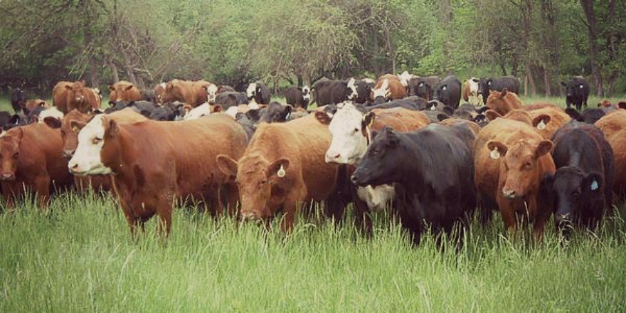 CATTLE___
