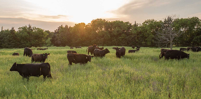 CATTLE_GRAZING (resize)