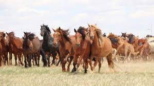 horses