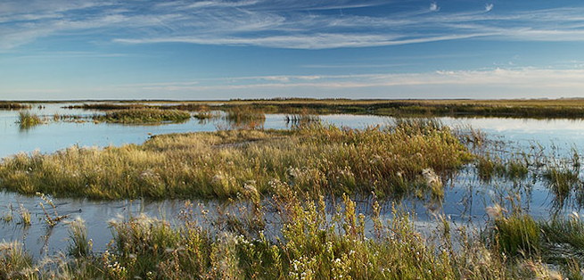 WETLANDS
