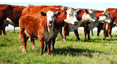 CATTLE