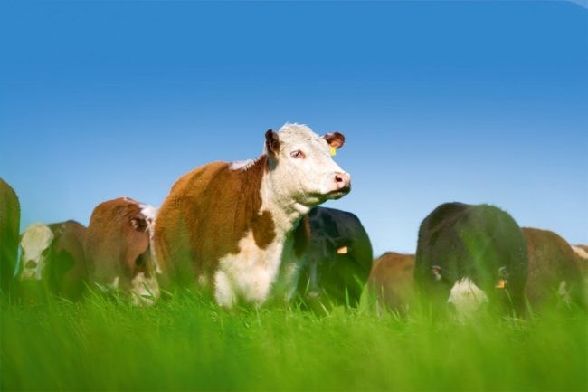 LIVESTOCK-e1589478044756