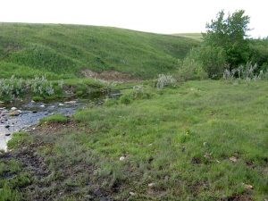 native-prairie-300×225