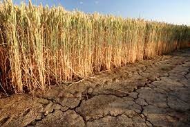 drought