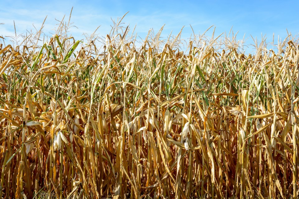 Drought hits corn crop. Front view of dry corn plants in a field suffering from drought during a hot, dry summer in the french countryside.