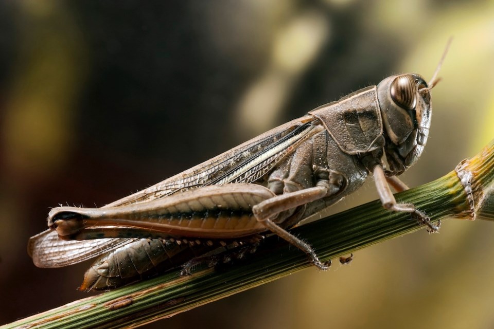 Grasshopper on fennel