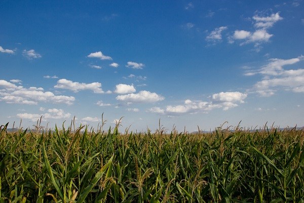 Corn fields