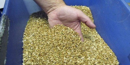 GRAIN_INSPECTION_