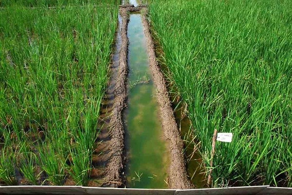 DRAINAGE (resize)