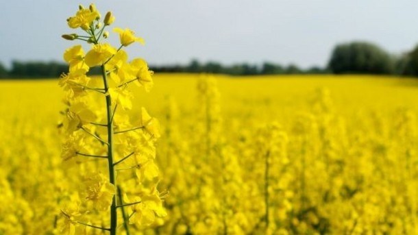 CANOLA_LARGE