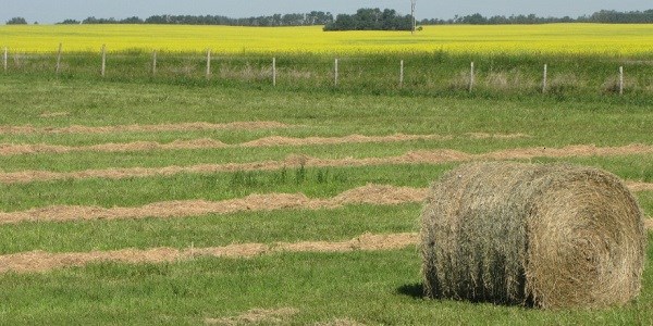 CROPS_SK_FIELDS_DRY__(resize)
