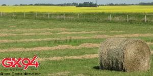 Weather Bails