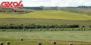 Weather Bails 2