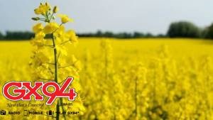 Weather Canola