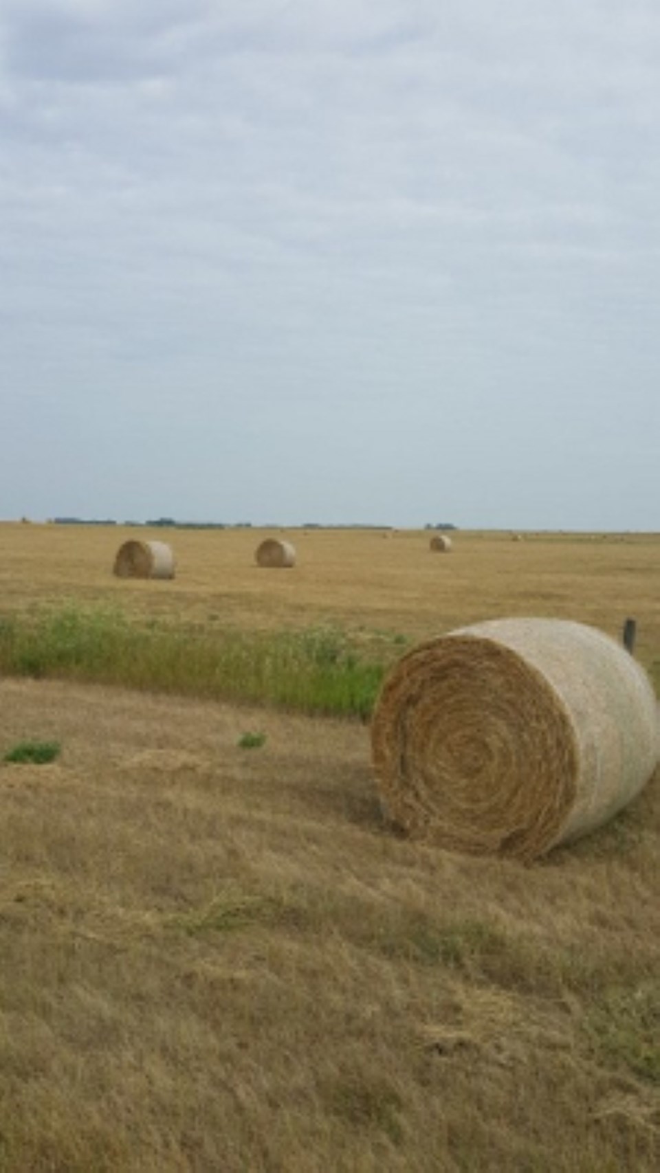 Ag Field Resized