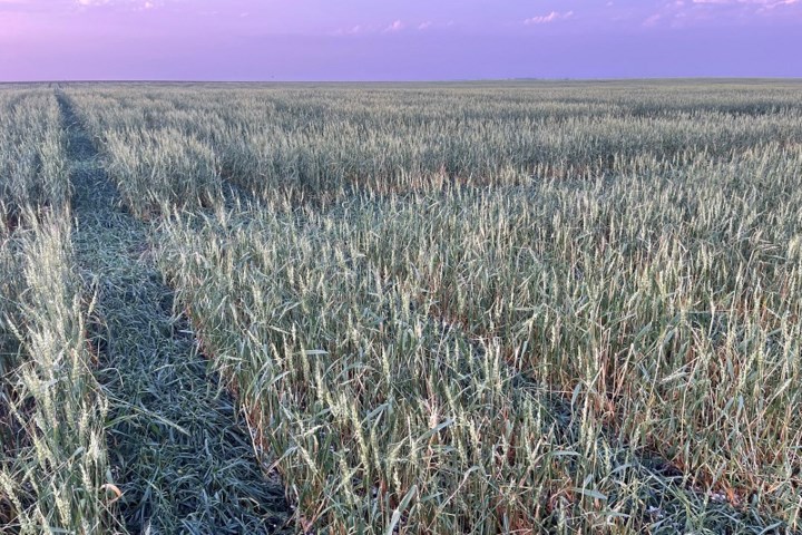 Never too late to get hail insurance: Bruce Lowe