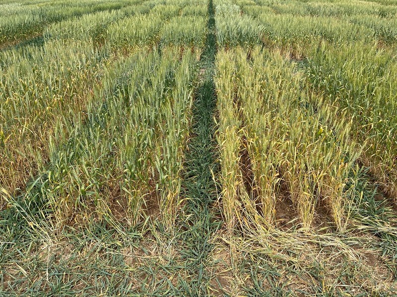 S.C. crops – heat stress 2 (resize)