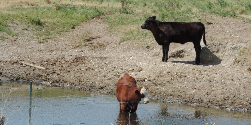 FIELDS_COWS_DRY
