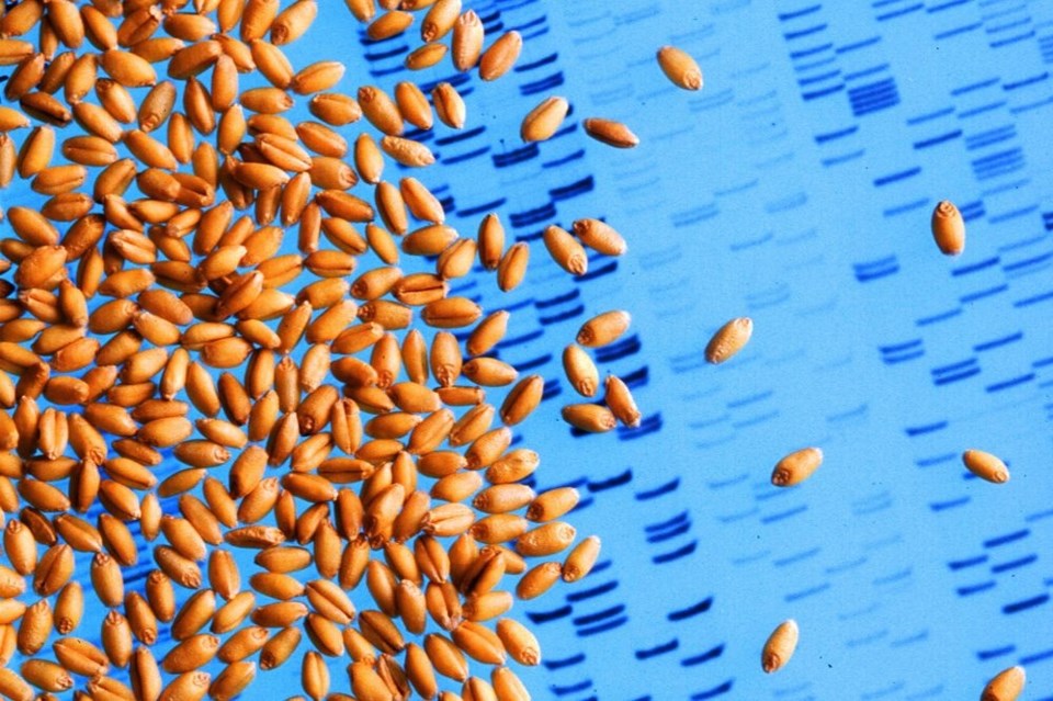 WHEAT_NEW_CLASSIFICATION1