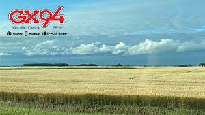 Grain Field partly Cloudy