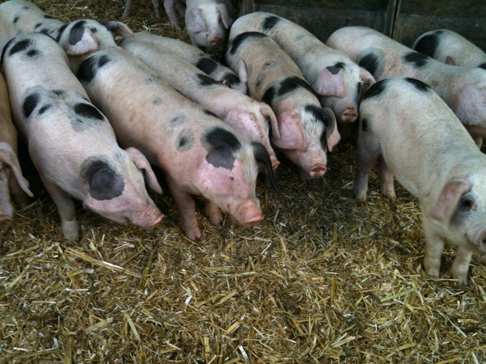 Pigs