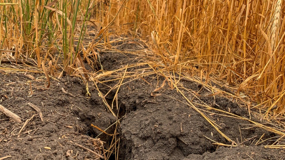 dry-conditions-western-canadaimg