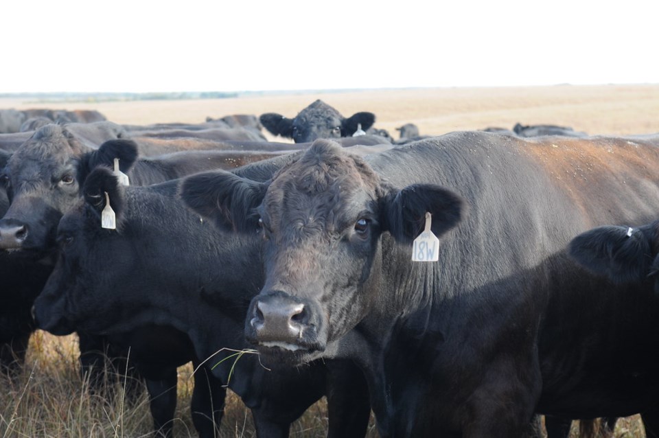 Angus cattle