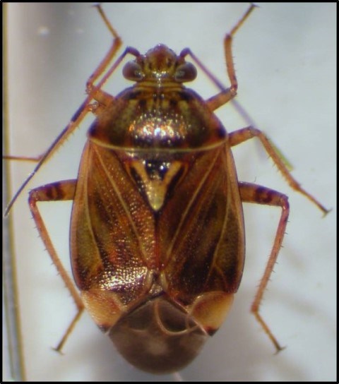 Lygus lineolaris adult