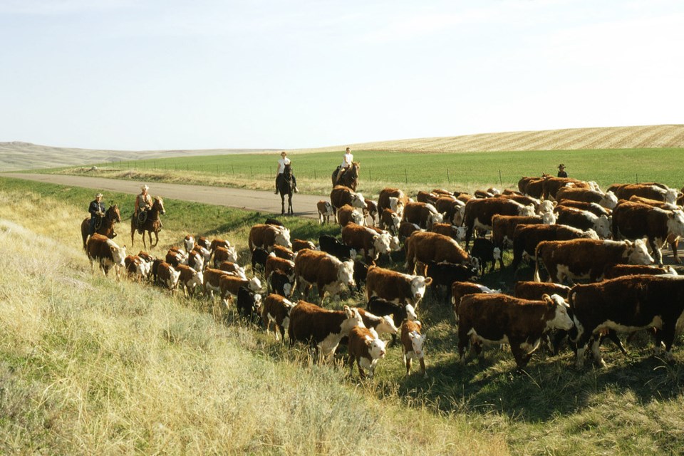 Livestock photo