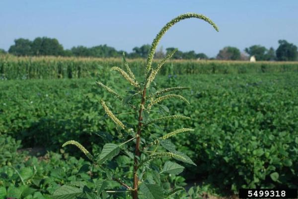 palmer-amaranth-5499318