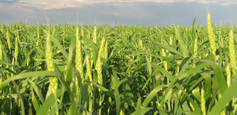 CROPS