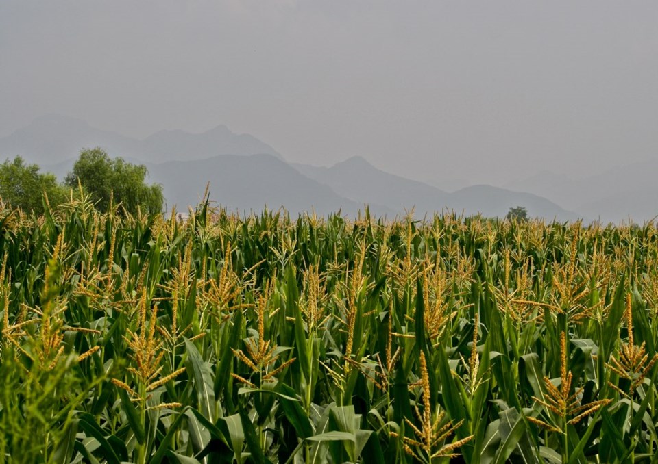 Corn field