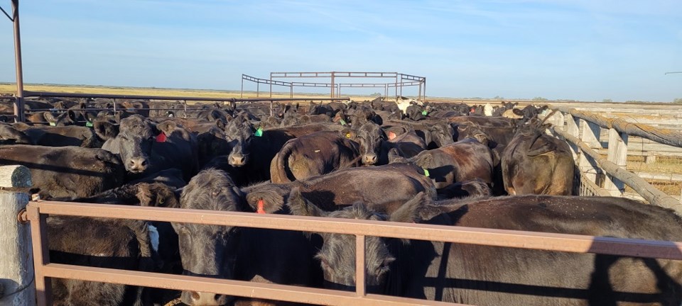 Cattle herd photo 2 (resize)