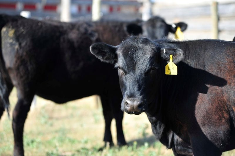 CATTLE