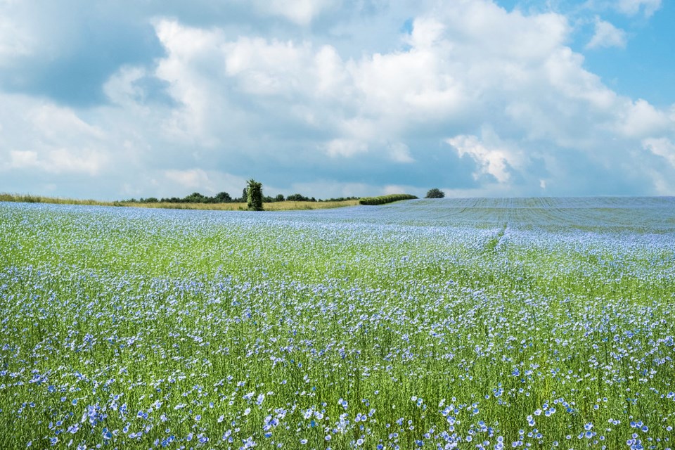 flax field