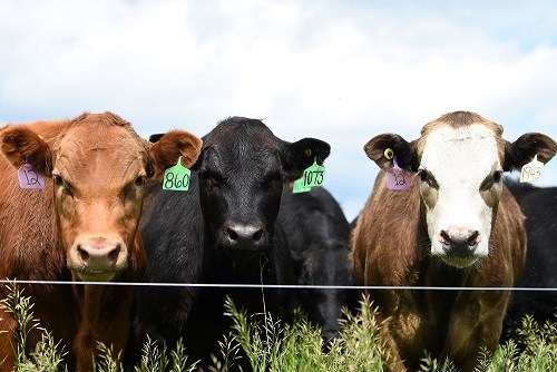 Cattle June 2022