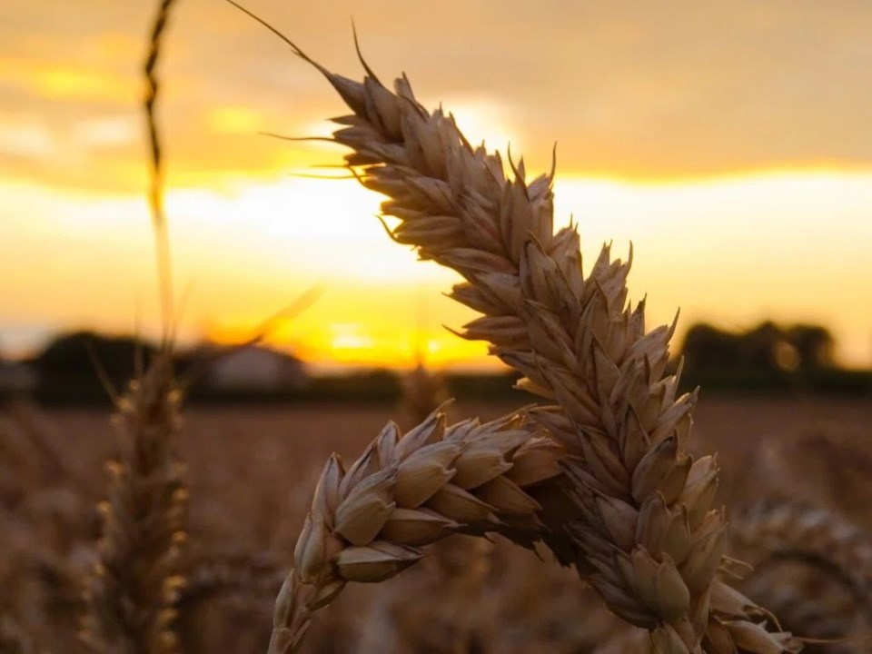 wheat image