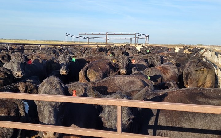 Cattle Market Update: No feeder cattle prices amid seasonal decline of cattle marketing's