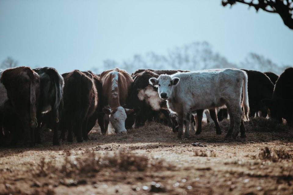 cattle photo