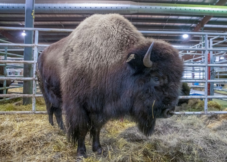 Agribition Bull