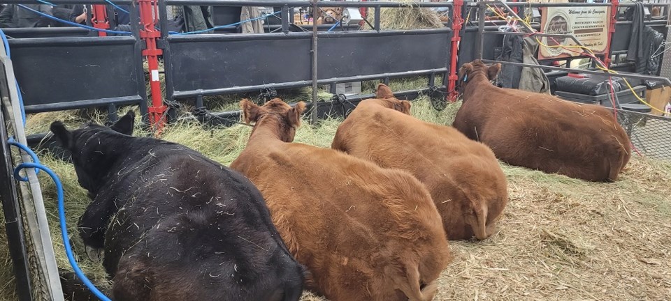Agribition-cows photo (resize)