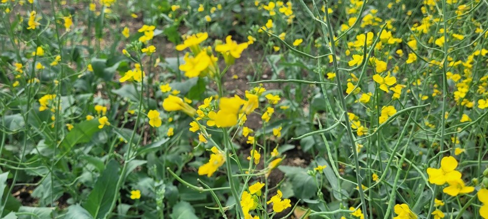 Generic Canola photo